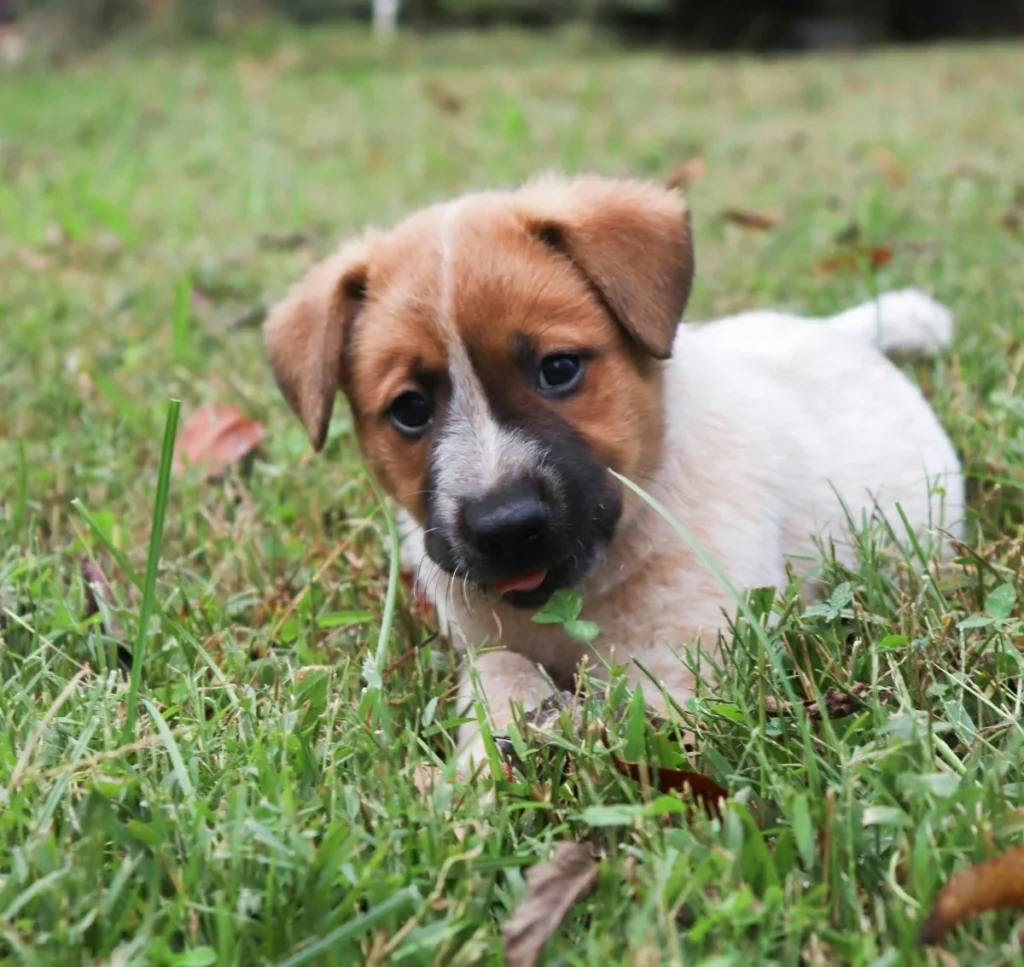 Miks koerad muru ikkagi söövad? dog eating grass.jpg